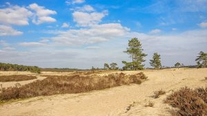 sand dunes with withered brownish heather and green pine trees at the horizon with blue sky and white clouds above, The Dunes of loon and Drunen in the Netherlands