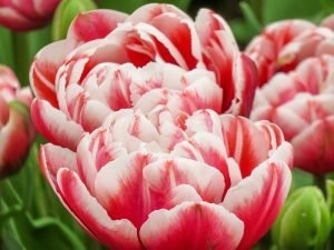 a close-up of beautiful tulips in red and white