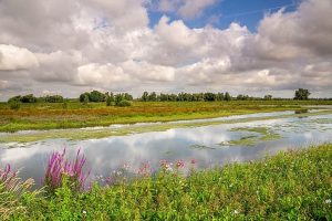 low water in a bog with some purple flower in front and grey rainy clouds on a blue sky, De Biesbosch National Park in the Netherlands
