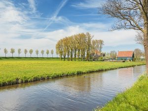 small green trees along an invisible road, canal with water and a few farmhouses, UNESCO Beemster polder in the Netherlands