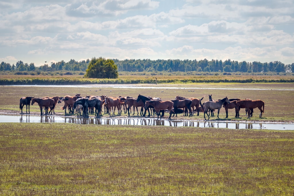 horses standing together, Lauwersmeer National Park