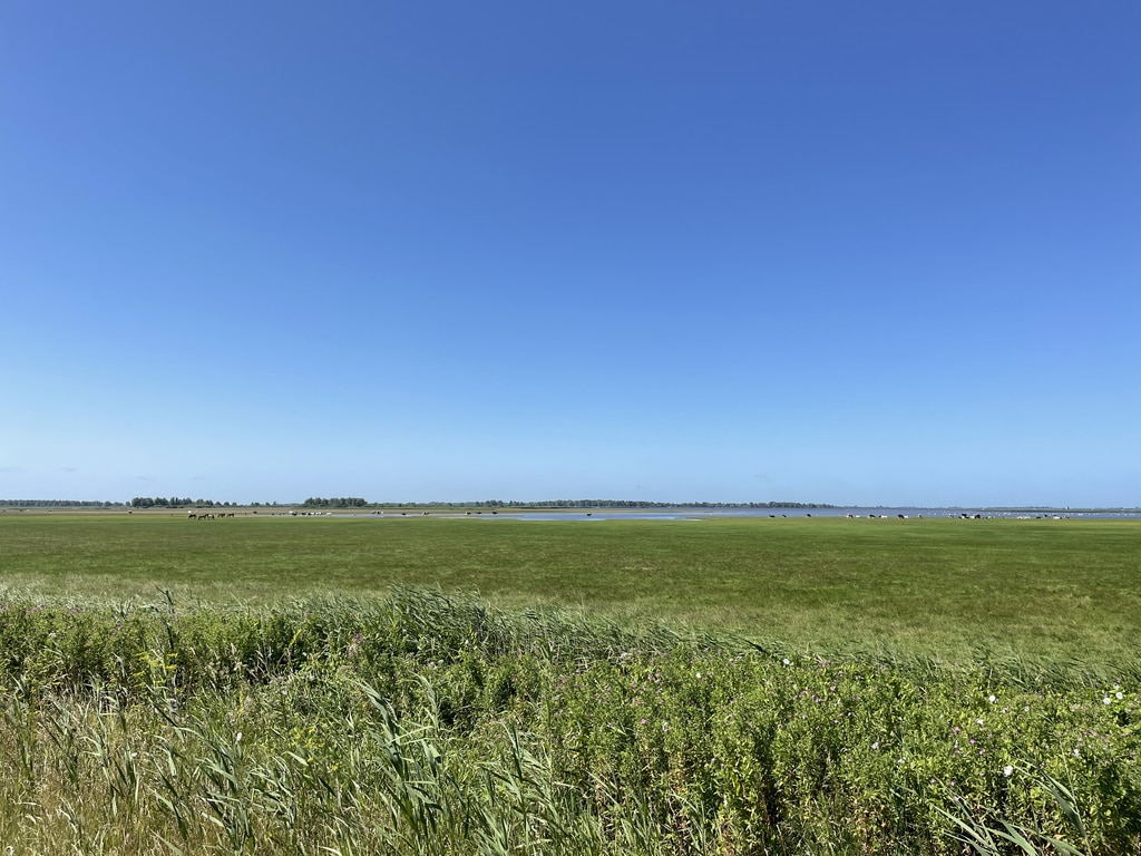 at the foreground - green grass and at the background a thin line of water with animals, lauwersmeer national park