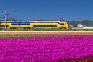 a Dutch train with tulip fields in front, public transport in the Netherlands