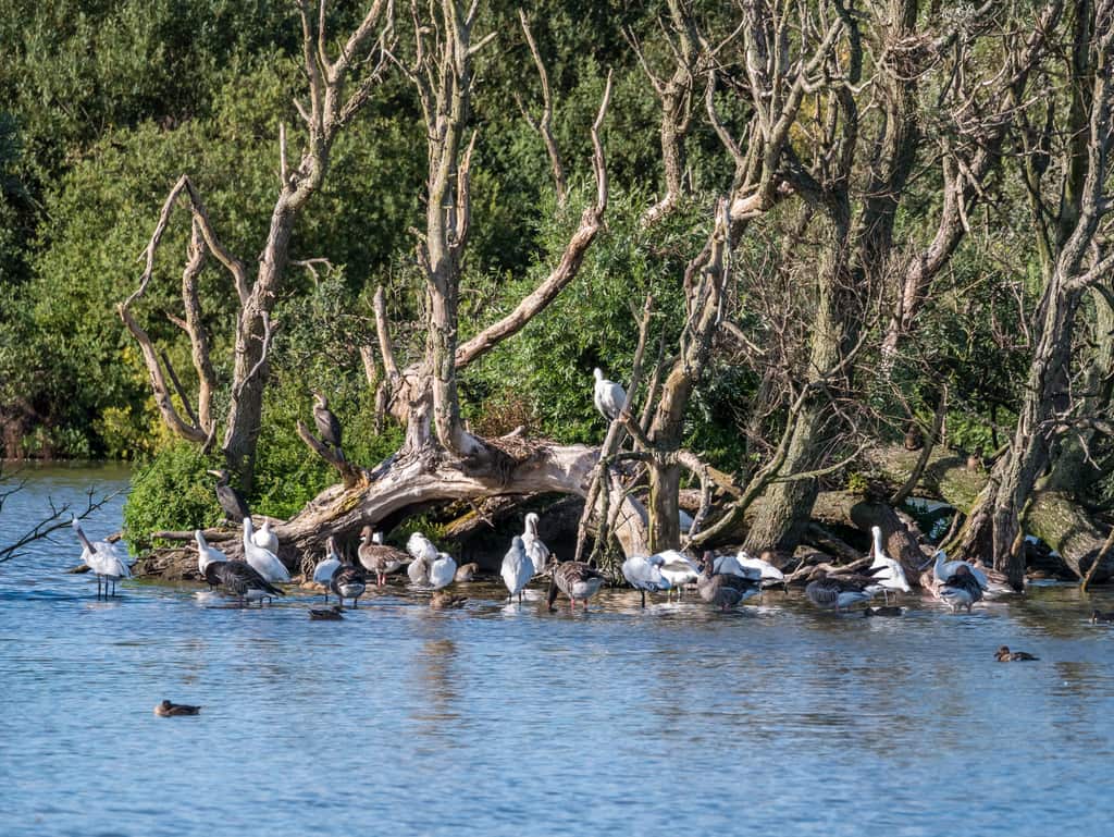 birds standing in the water near a trunk of a fallen tree, Westerplas on Schiermonnikoog