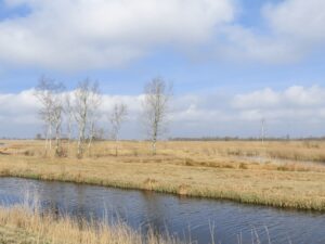 a few birch trees against yellowish grass at De Alde Feanen National Park in Friesland, the Netherlands