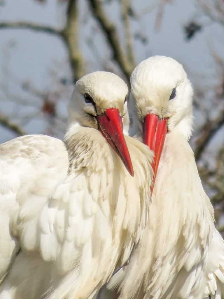 a close-up of a couple of white storks at national park De Alde Feanen