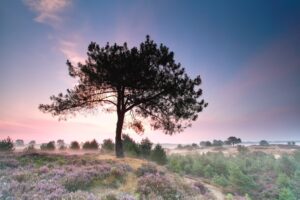 a single tree among dunes with heather in bloom at Drents-Friese Wold national Park, the Netherlands