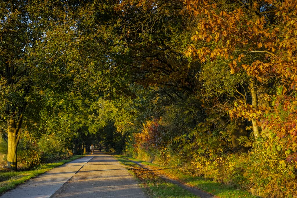 a bike path through a forest in the autumn with low sun and someone on a bike coming towards the camera, Dwingelderveld National park