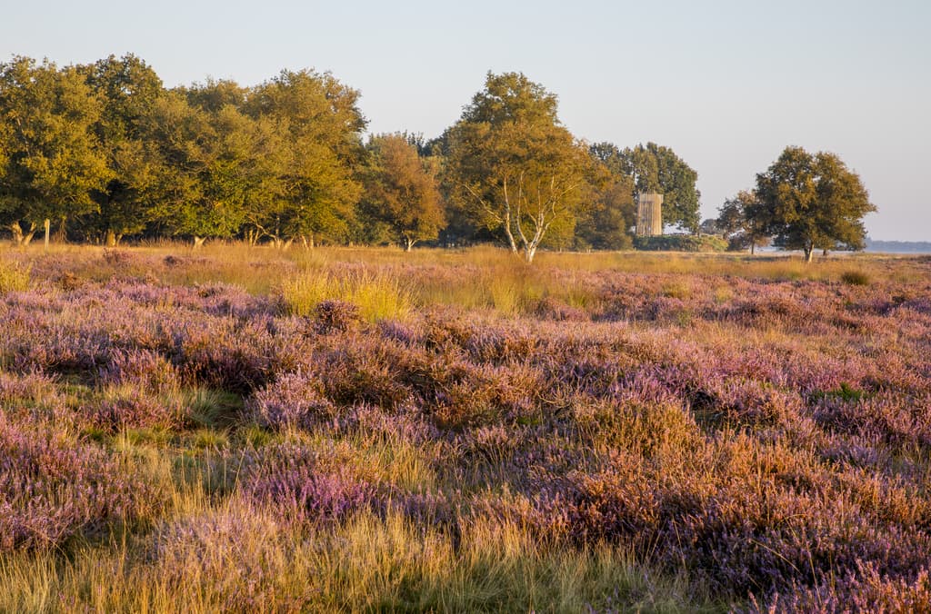 purple heath in blossom at sunset with an observation tower at the background, Dwingelderveld NP