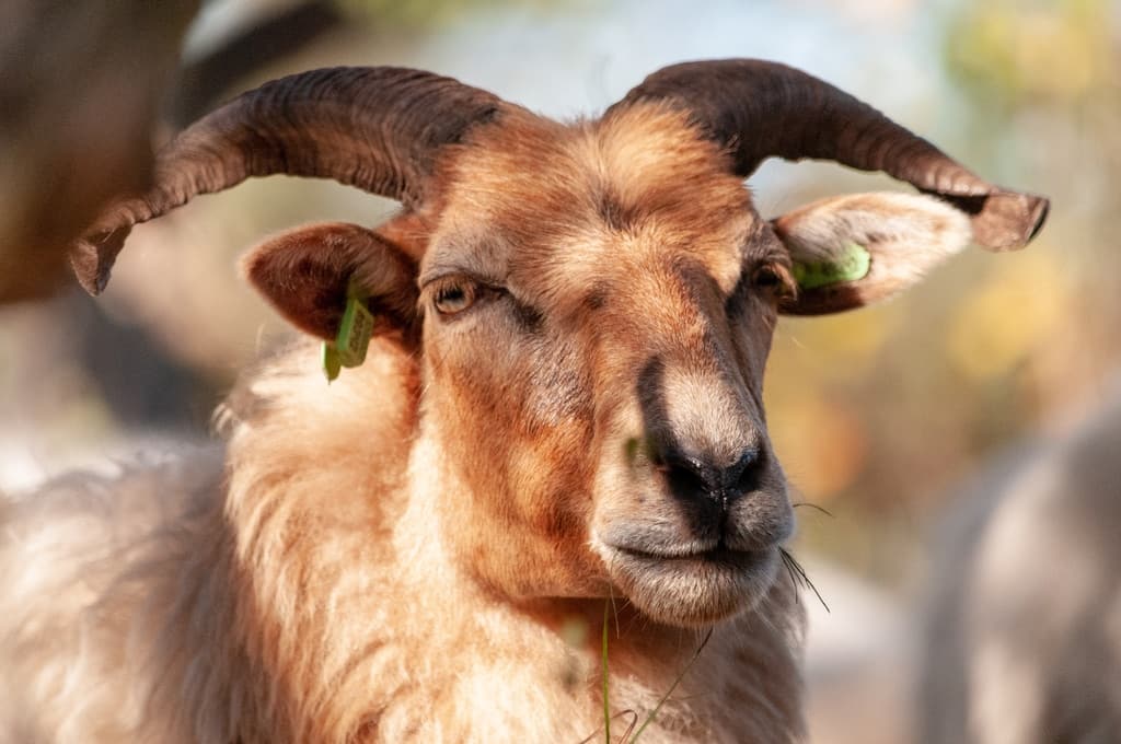 a close up of a sheep with horns and yellow tags on the years, a Drenthe Heath Sheep