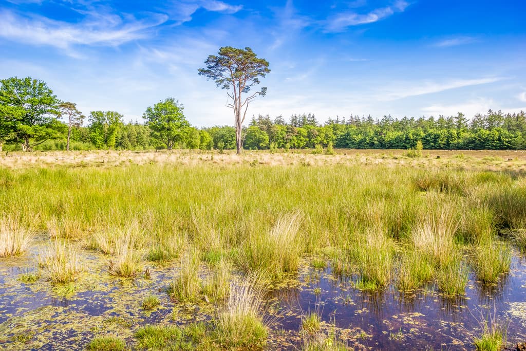 Wetlands with reed and a single standing tree in the middle, Drentsche Aa