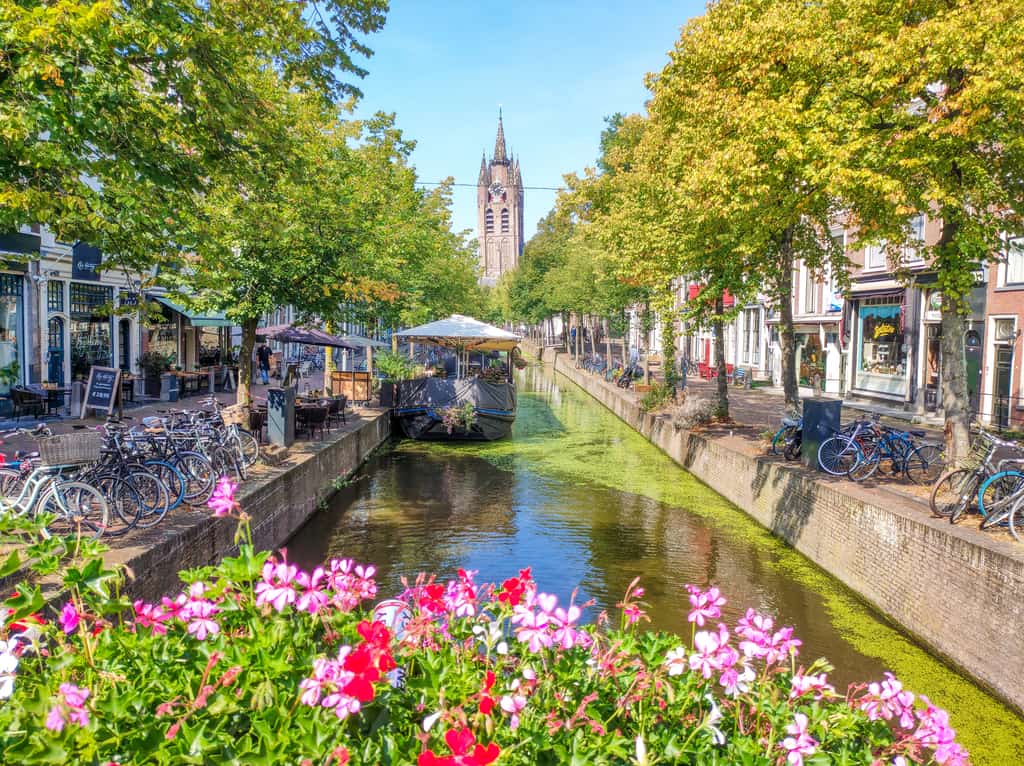 A picturesque canal scene in Delft, featuring a canal lined with trees and flanked by buildings on both sides. Bicycles are parked along the canal, and a boat is moored in the water. The canal is covered with some green algae. In the background, there is a tall, pointed church tower. The foreground features vibrant pink and red flowers.